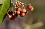 Climbing euonymus